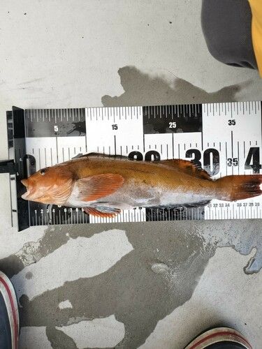 アイナメの釣果