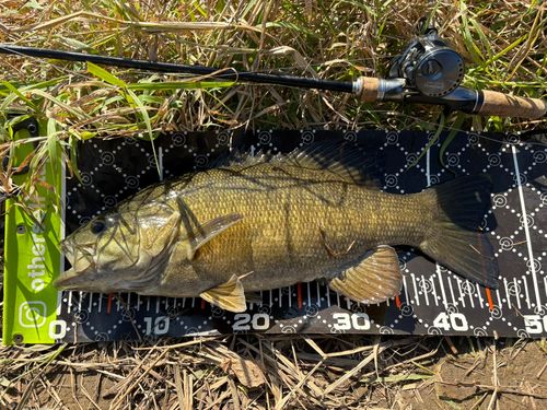 スモールマウスバスの釣果