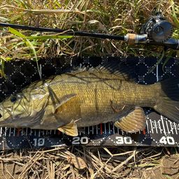 スモールマウスバス