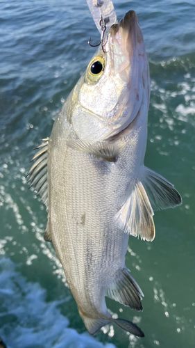 セイゴ（マルスズキ）の釣果