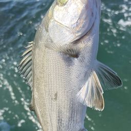 セイゴ（マルスズキ）