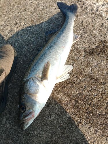 スズキの釣果