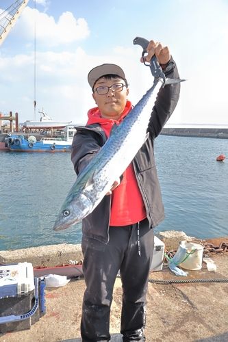 サワラの釣果
