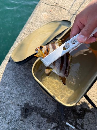 タカノハダイの釣果