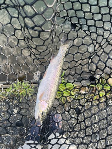 ニジマスの釣果