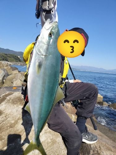 イナダの釣果