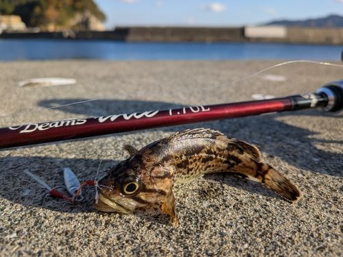 クロソイの釣果