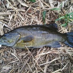 スモールマウスバス