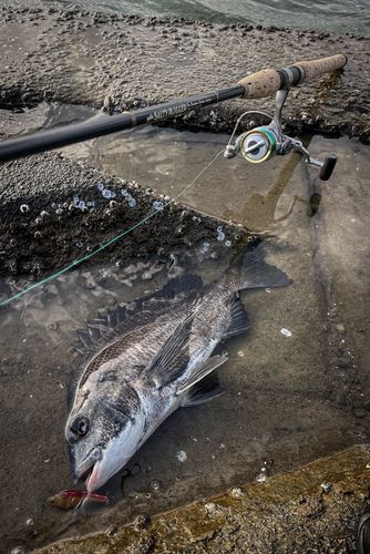 チヌの釣果