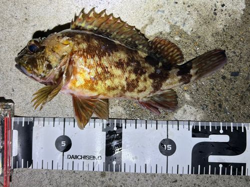 カサゴの釣果