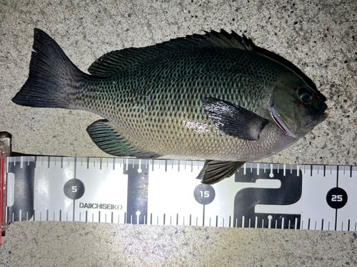 金沢水際線緑地（福浦岸壁）