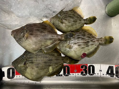 カワハギの釣果