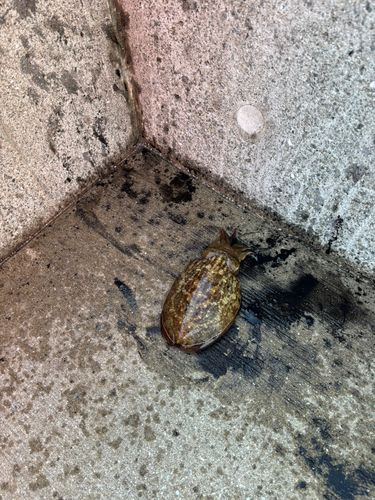 コウイカの釣果