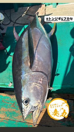 キハダマグロの釣果