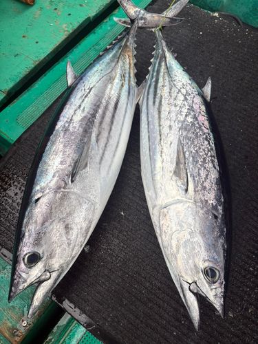 カツオの釣果