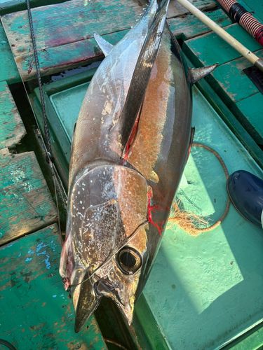 キハダマグロの釣果