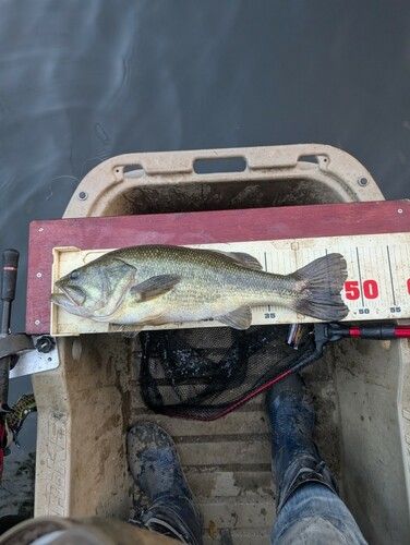 ブラックバスの釣果