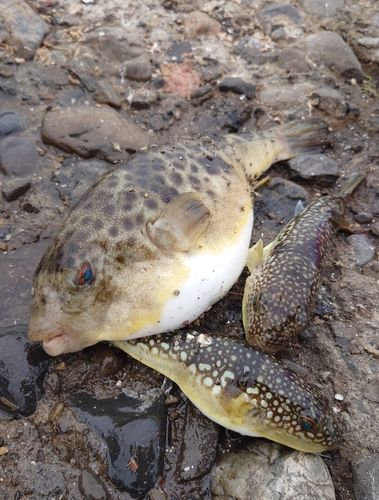 クサフグの釣果