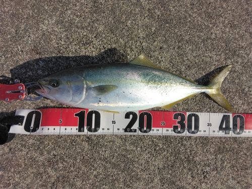 三陸海岸（岩手）