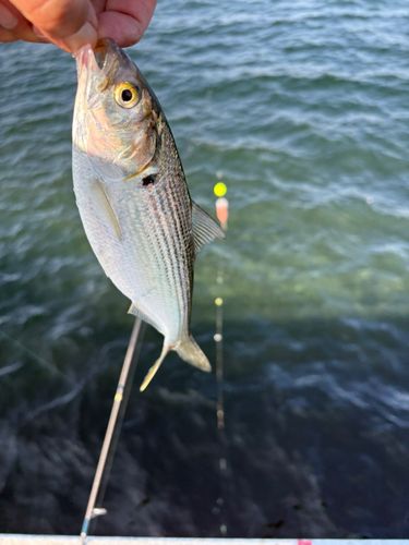 コノシロの釣果