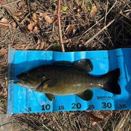 スモールマウスバス