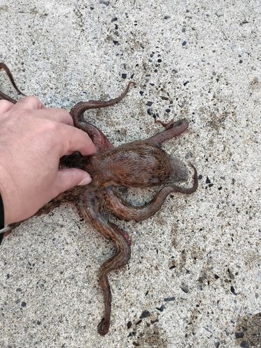 タコの釣果