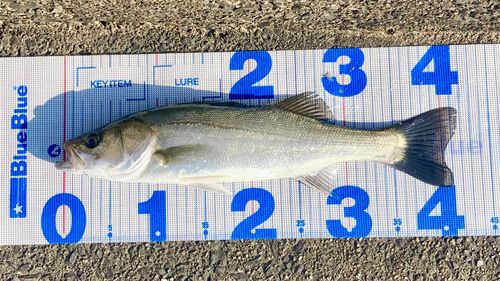 シーバスの釣果
