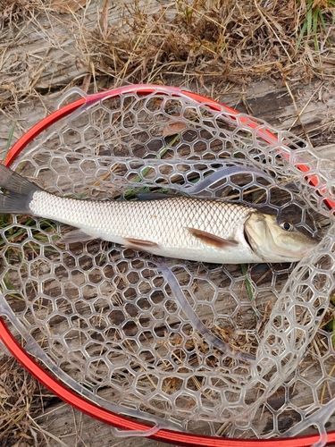 桂川（山中湖〜相模湖）下流