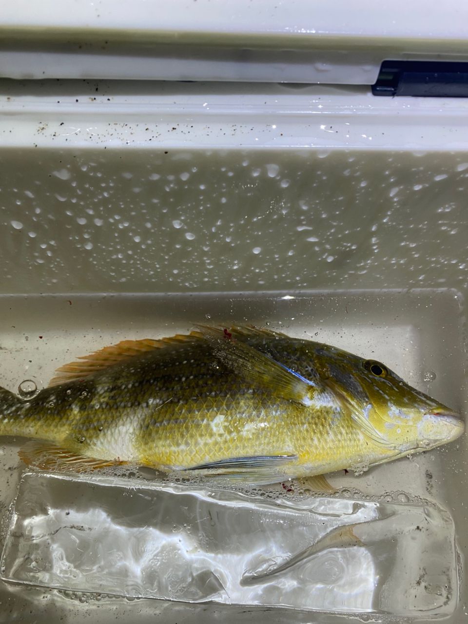 ハマフエフキダイ