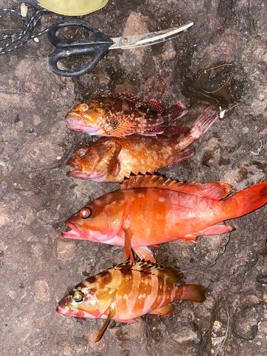 アカハタの釣果