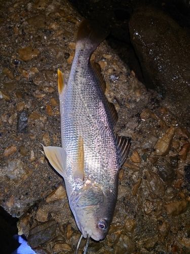 シログチの釣果