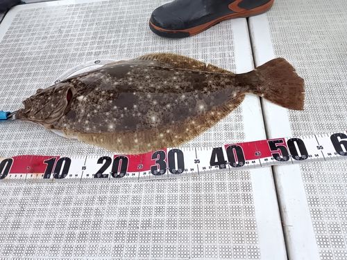 ヒラメの釣果