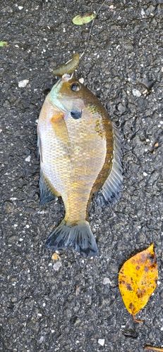 ブルーギルの釣果