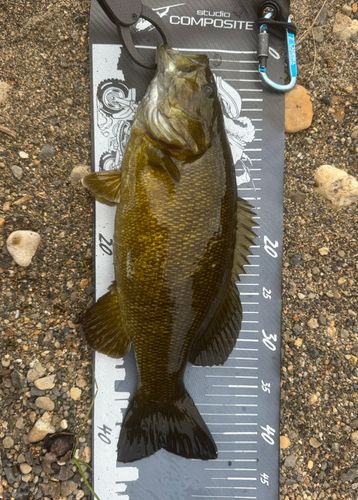 スモールマウスバスの釣果