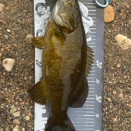 スモールマウスバス