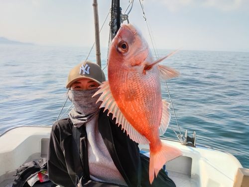 マダイの釣果