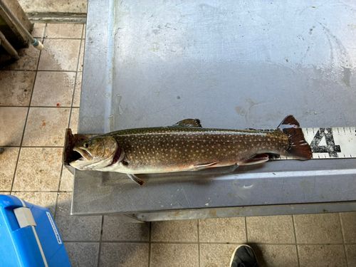 イワナの釣果