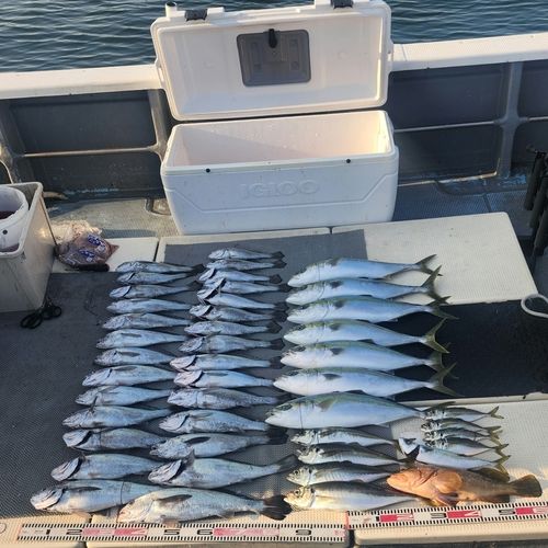 クログチの釣果