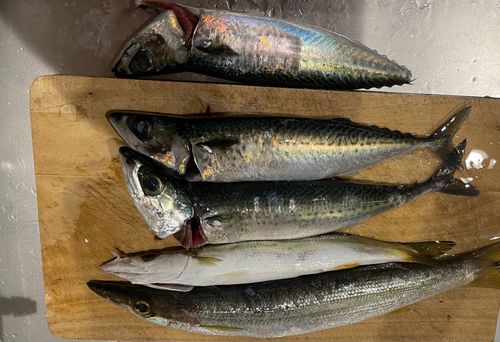 サバの釣果