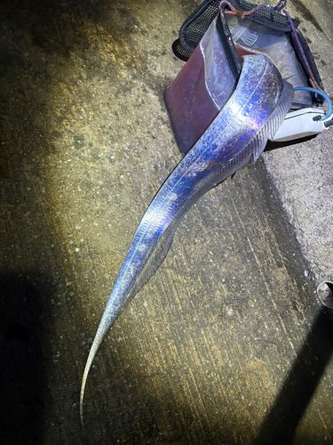 タチウオの釣果