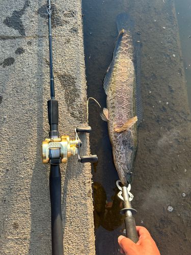 ライギョの釣果