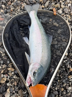 ニジマスの釣果