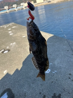 アイナメの釣果