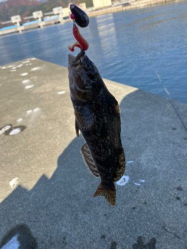 アイナメの釣果