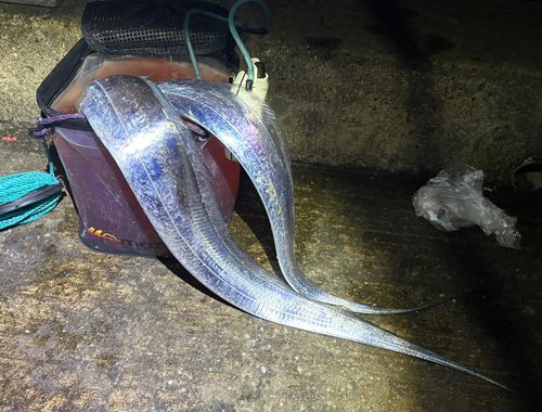 タチウオの釣果