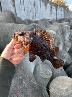 ムラソイの釣果