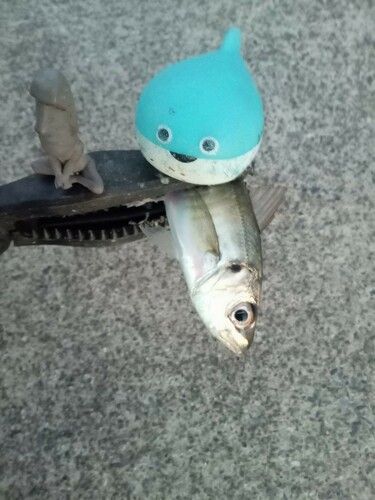 マアジの釣果