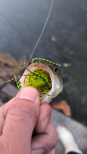 ブラックバスの釣果