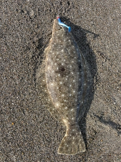 ヒラメの釣果