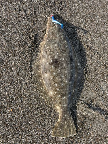ヒラメの釣果